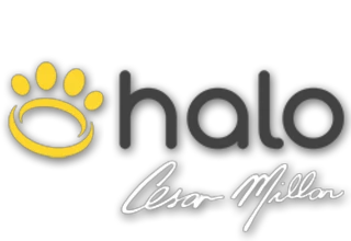 Receive An Additional 20% Discount With Halo Collar Coupon